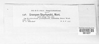 Uromyces sisyrinchii image